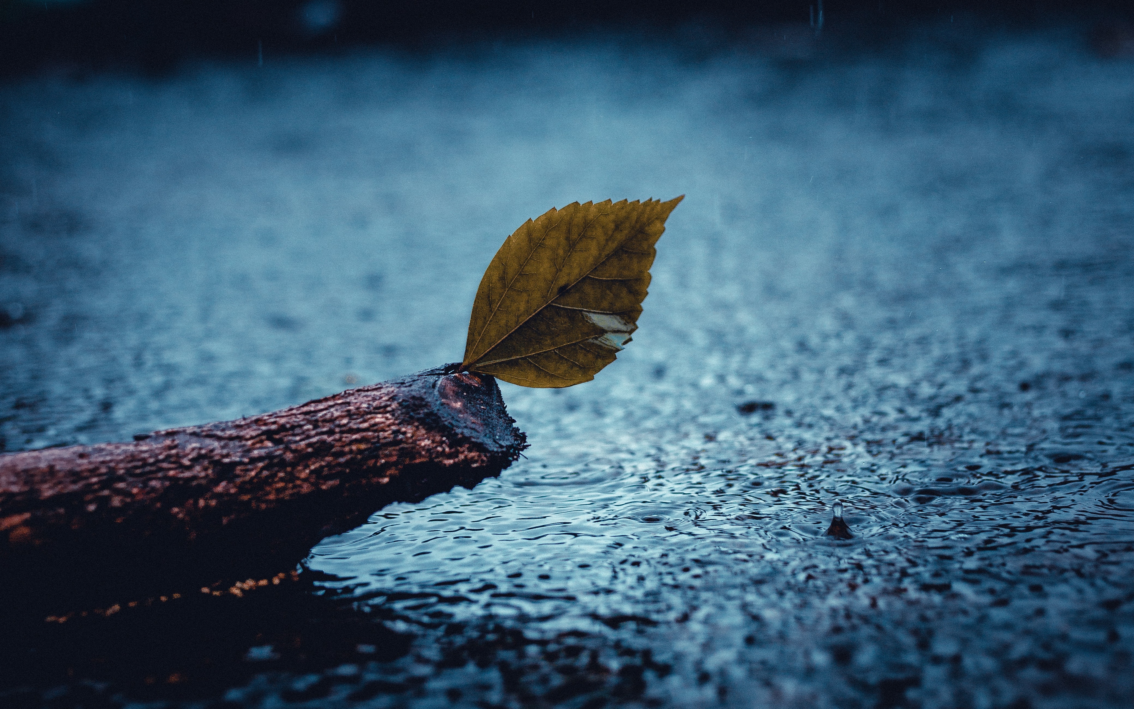 Thơ về mưa tình yêu hay nhất Thơ về mưa tình yêu hay nhất