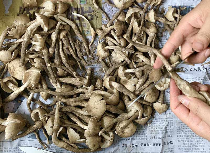 Chế biến nấm mối ngon