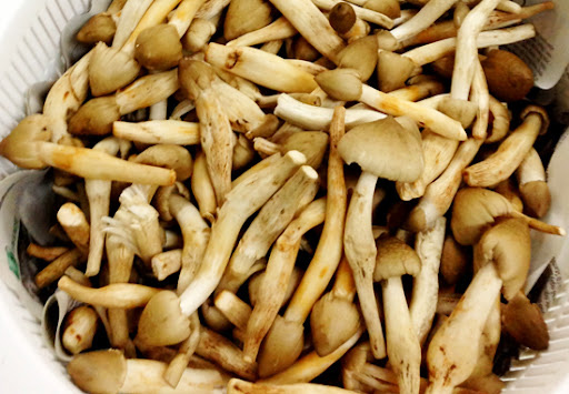 Tìm hiểu nấm mối nấu gì ngon