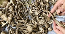 Nấm mối làm món gì ngon? Các cách nấu nấm mối ngon nhất