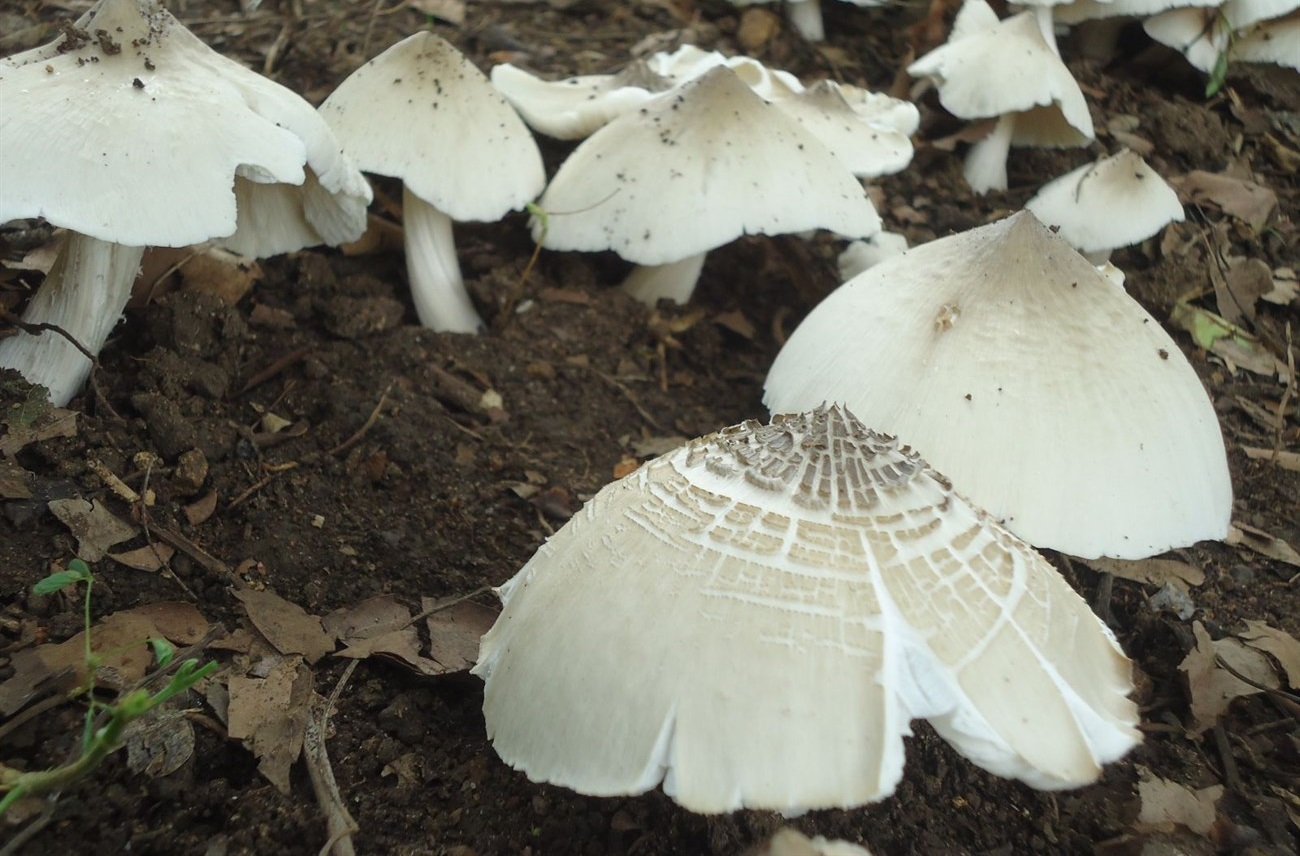 Nấm mối trắng tự nhiên Nấm mối trắng tự nhiên