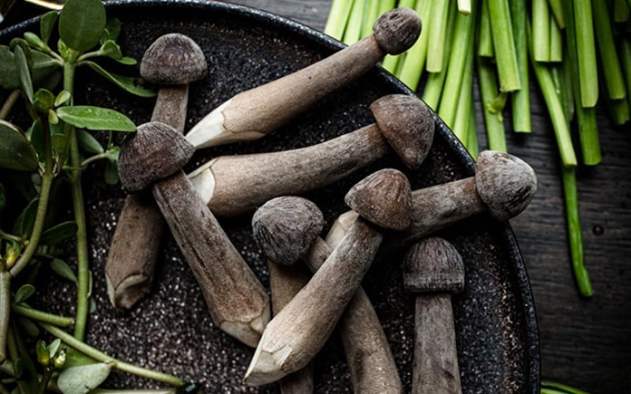 Nấm mối đen Nấm mối đen