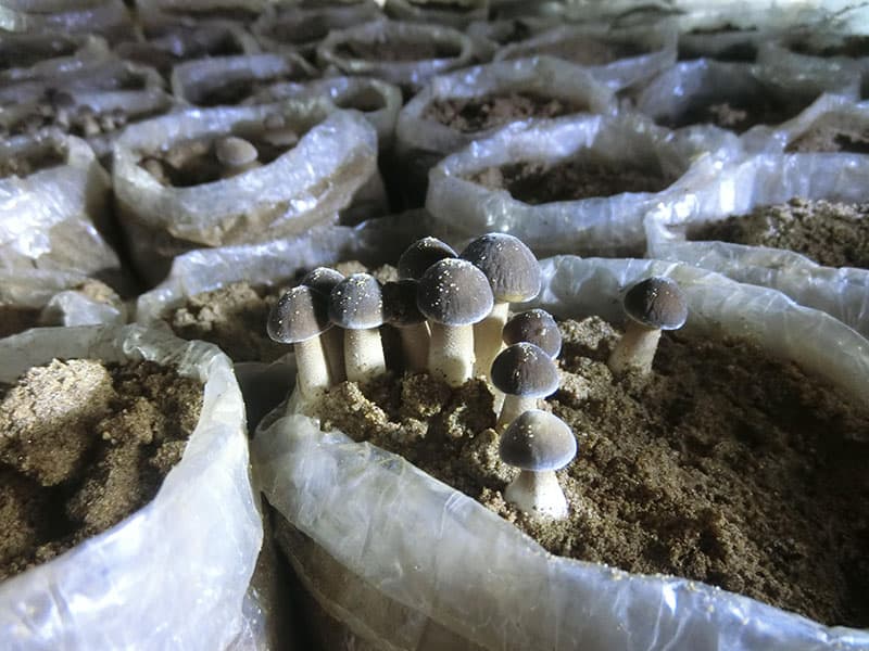 Cách trồng nấm mối như thế nào? Cách trồng nấm mối như thế nào?