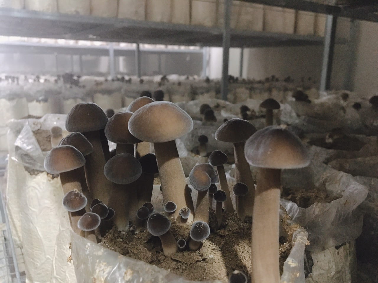 Hướng dẫn chăm sóc và thu hoạch nấm mối đen đạt hiệu quả Hướng dẫn chăm sóc và thu hoạch nấm mối đen đạt hiệu quả