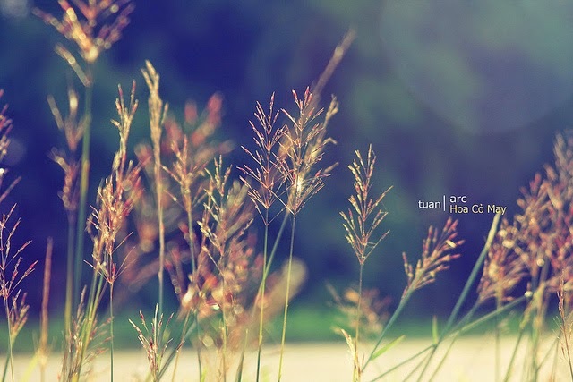 Gió heo may Gió heo may