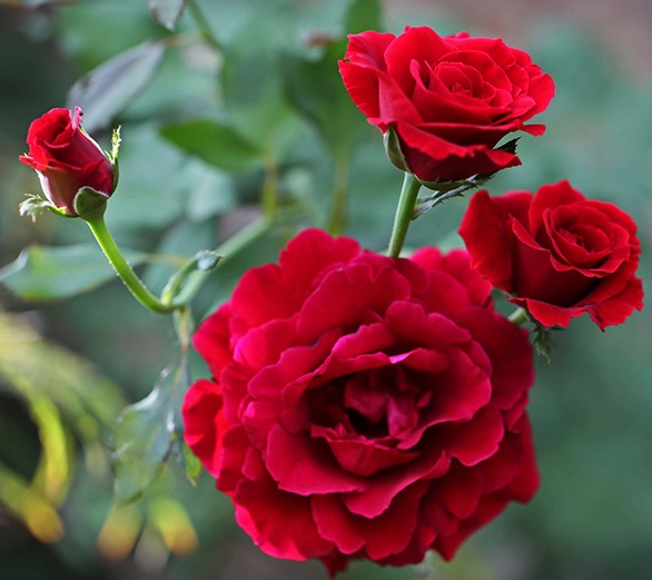 Hoa hồng nhung Hoa hồng nhung