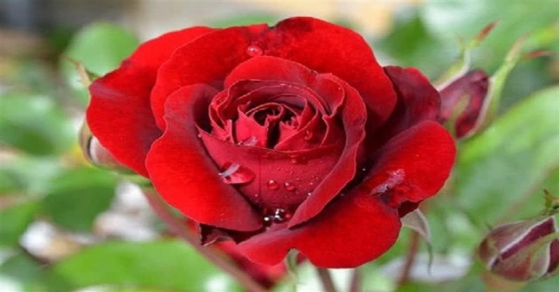 Ý nghĩa, hình ảnh hoa hồng nhung & Cách trồng hoa hồng nhung nở rộ đẹp nhất