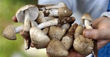 Nấm mối đen khác gì nấm mối trắng tự nhiên về công dụng, giá bán?