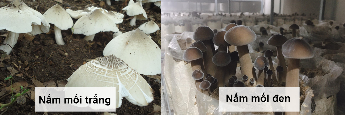 Nấm mối đen khác gì nấm mối trắng tự nhiên? Nấm mối đen khác gì nấm mối trắng tự nhiên?