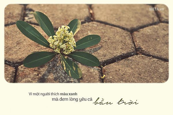 Hình ảnh hoa sữa mùa thu kèm trích dẫn Hình ảnh hoa sữa mùa thu kèm trích dẫn