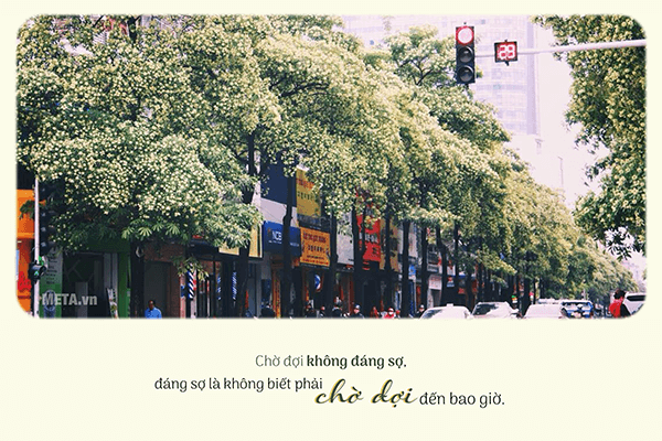 Hình ảnh hoa sữa mùa thu kèm trích dẫn Hình ảnh hoa sữa mùa thu kèm trích dẫn