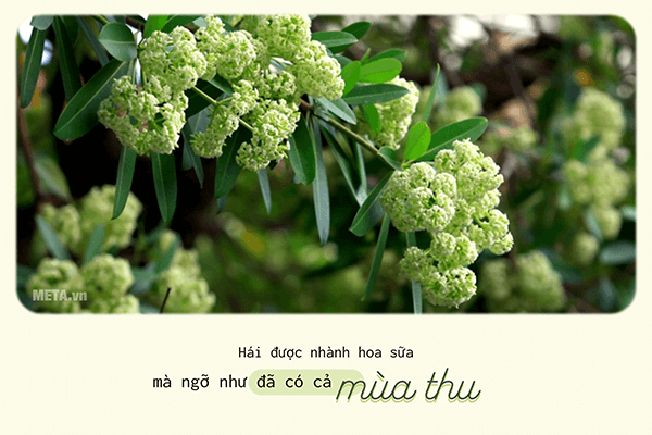 Hình ảnh hoa sữa mùa thu kèm trích dẫn Hình ảnh hoa sữa mùa thu kèm trích dẫn