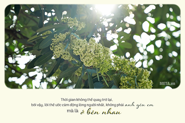 Hình ảnh hoa sữa mùa thu kèm trích dẫn Hình ảnh hoa sữa mùa thu kèm trích dẫn