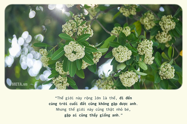 Hình ảnh hoa sữa mùa thu kèm trích dẫn Hình ảnh hoa sữa mùa thu kèm trích dẫn