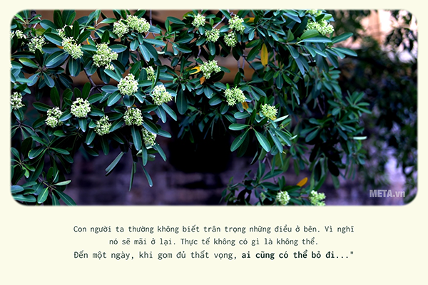 Hình ảnh hoa sữa mùa thu kèm trích dẫn Hình ảnh hoa sữa mùa thu kèm trích dẫn