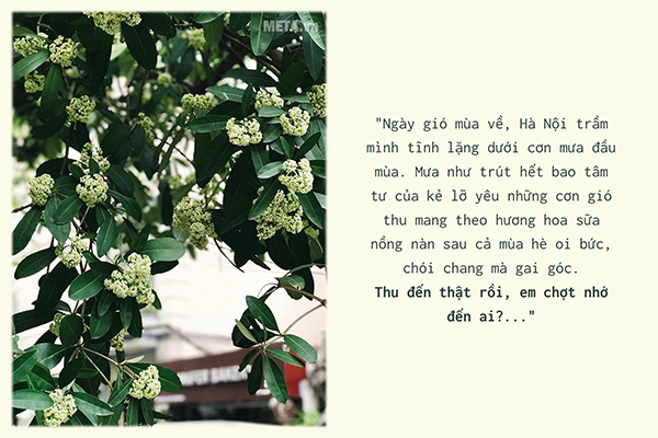 Hình ảnh hoa sữa mùa thu kèm trích dẫn Hình ảnh hoa sữa mùa thu kèm trích dẫn