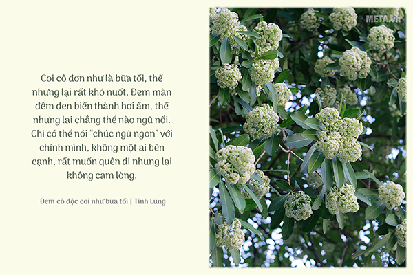 Hình ảnh hoa sữa mùa thu kèm trích dẫn Hình ảnh hoa sữa mùa thu kèm trích dẫn