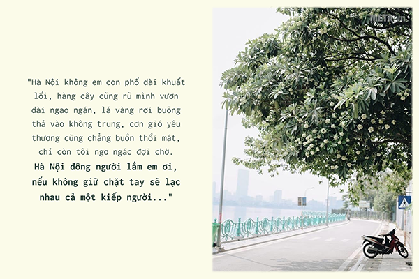 Hình ảnh hoa sữa mùa thu kèm trích dẫn Hình ảnh hoa sữa mùa thu kèm trích dẫn