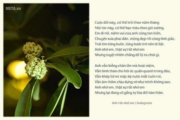 Hình ảnh hoa sữa mùa thu kèm trích dẫn Hình ảnh hoa sữa mùa thu kèm trích dẫn