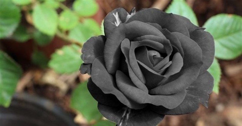 Hoa hồng đen có thật không? Nguồn gốc và ý nghĩa của hoa hồng đen