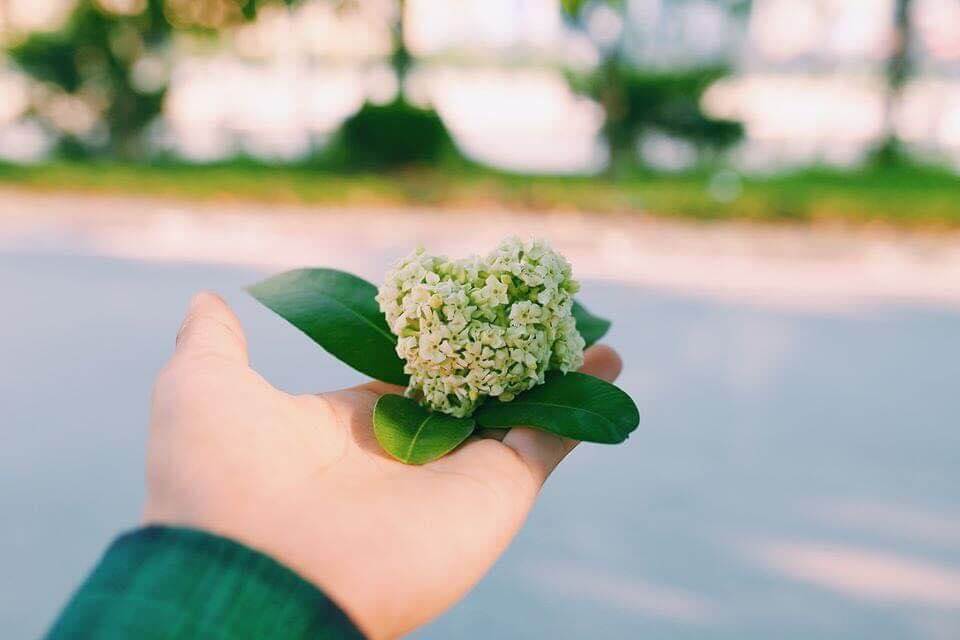 Ảnh hoa sữa đẹp Ảnh hoa sữa đẹp