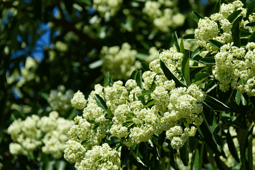 Ảnh hoa sữa đẹp Ảnh hoa sữa đẹp