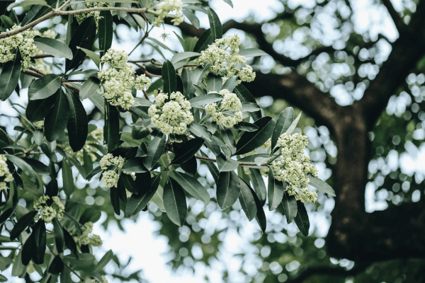 Ảnh hoa sữa đẹp Ảnh hoa sữa đẹp