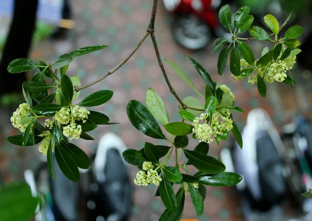 Ảnh hoa sữa đẹp Ảnh hoa sữa đẹp