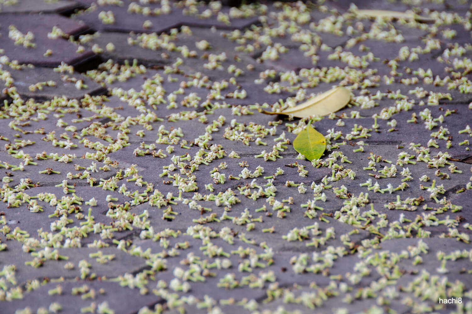 Ảnh hoa sữa đẹp Ảnh hoa sữa đẹp