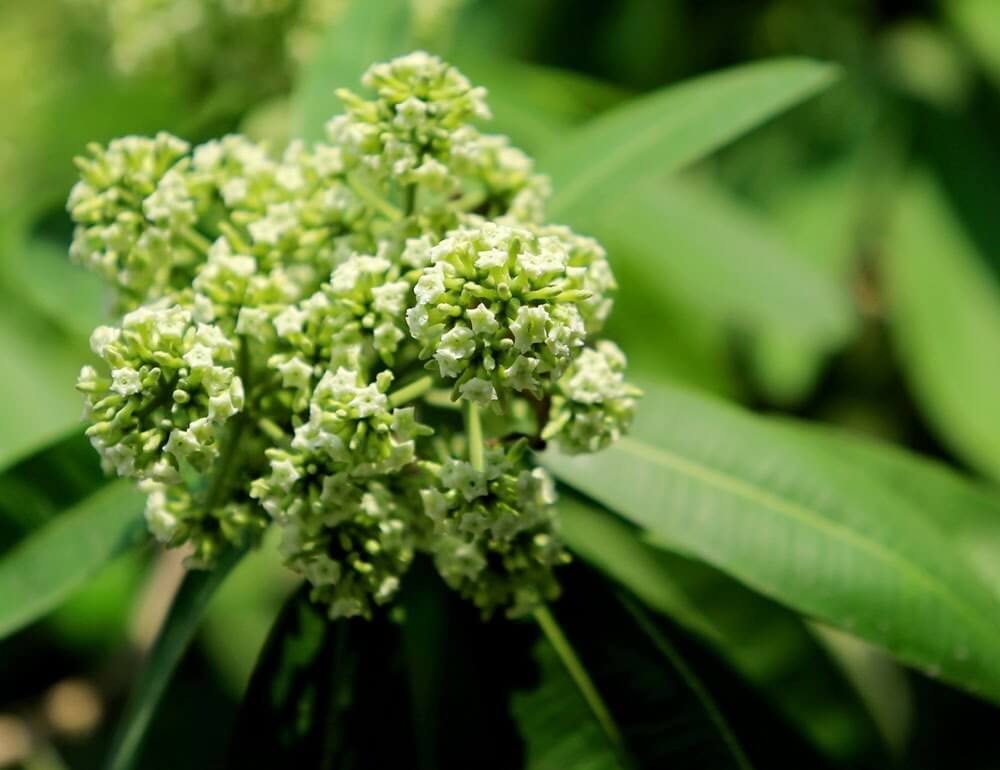 Ảnh hoa sữa đẹp Ảnh hoa sữa đẹp