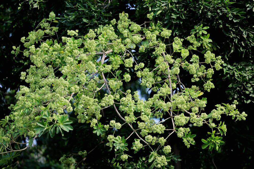 Ảnh hoa sữa đẹp Ảnh hoa sữa đẹp