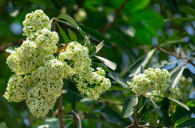 Ảnh hoa sữa đẹp Ảnh hoa sữa đẹp