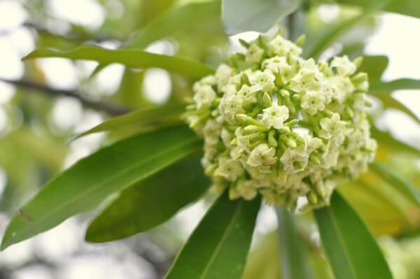 Ảnh hoa sữa đẹp Ảnh hoa sữa đẹp