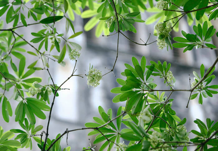 Ảnh hoa sữa đẹp Ảnh hoa sữa đẹp