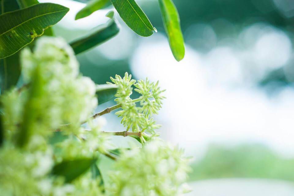 Ảnh hoa sữa đẹp Ảnh hoa sữa đẹp