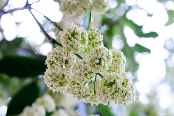 Ảnh hoa sữa đẹp Ảnh hoa sữa đẹp