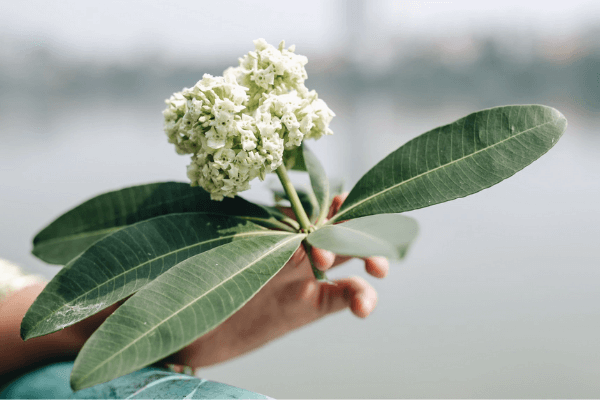 Ảnh hoa sữa đẹp Ảnh hoa sữa đẹp