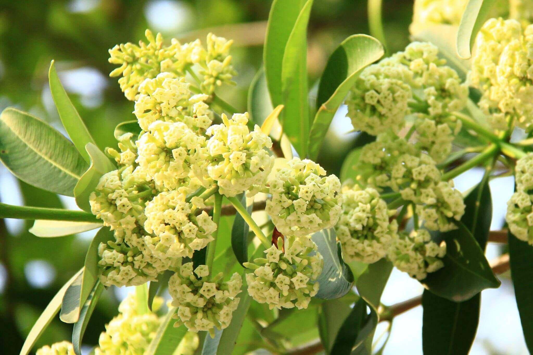 Ảnh hoa sữa đẹp Ảnh hoa sữa đẹp