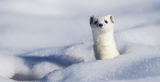 Xu cà na xí muội là gì?