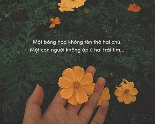 Tus thả thính về hoa cực hay Tus thả thính về hoa cực hay