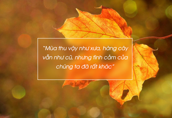 Quotes mùa thu 3