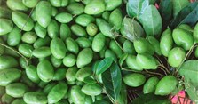 Cà na là quả gì? Trái cà na có tác dụng gì?