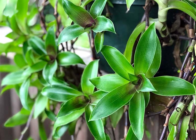 Cây lược vàng có tác dụng gì