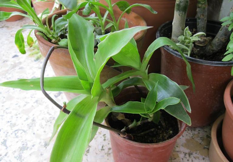 Cây lược vàng có tác dụng gì