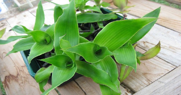 Cây lược vàng có tác dụng gì