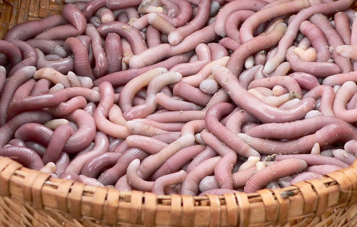 Cách chế biến sá sùng khô Cách chế biến sá sùng khô