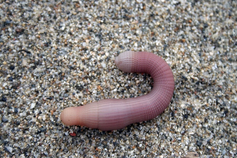 Sá sùng là con gì?