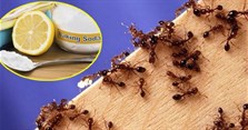 Cách đuổi kiến ra khỏi nhà, diệt kiến trong nhà vĩnh viễn, hiệu quả