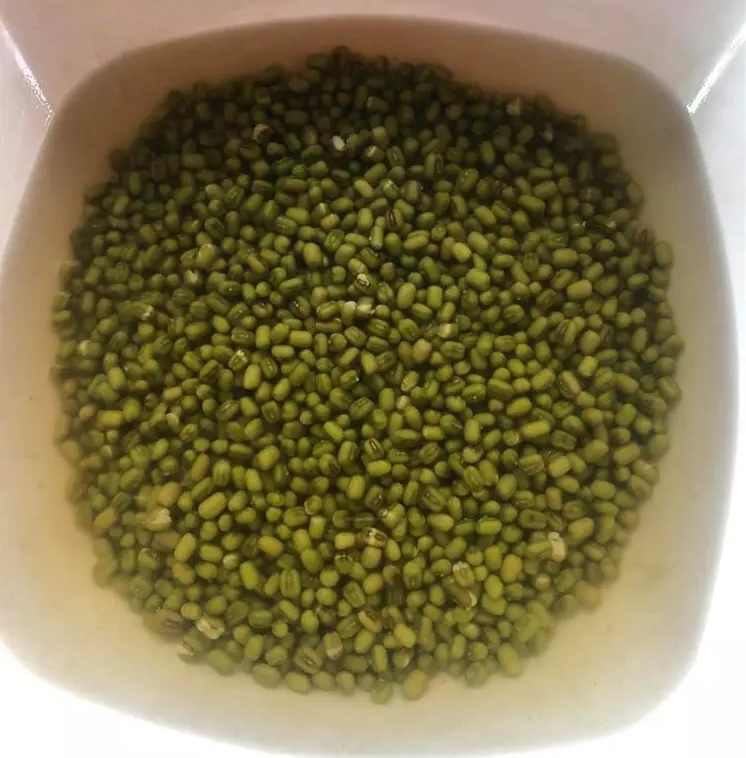 Cách làm giá đỗ bằng túi lưới