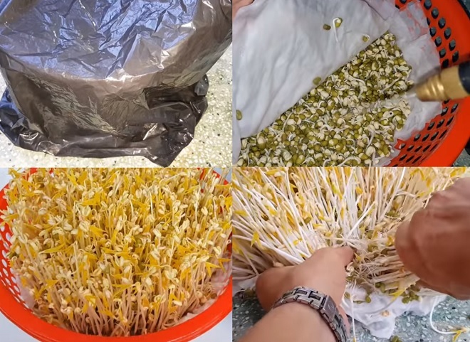 Cách làm giá đỗ bằng khăn giấy